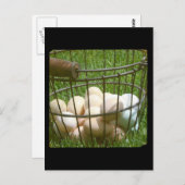 Eier Postkarte (Vorne/Hinten)