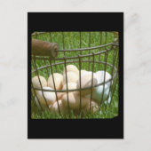 Eier Postkarte (Vorderseite)