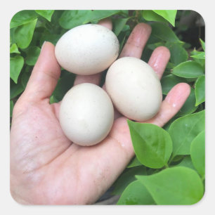 Eier von Bantam-Hühnern sind handgehabt Quadratischer Aufkleber