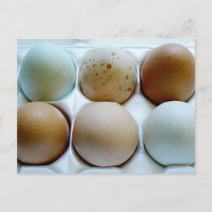 Eierkarton (gemischt) postkarte