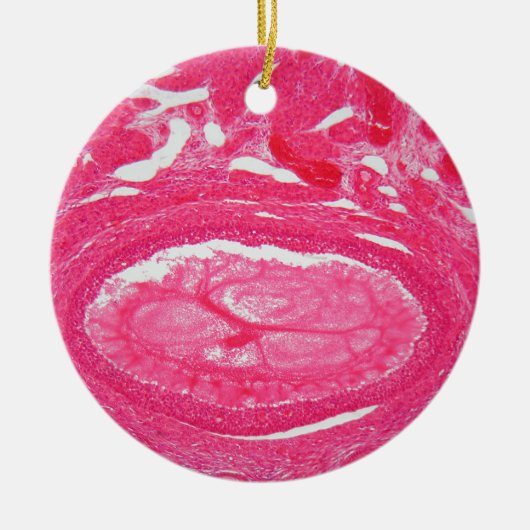 Eierstockzellen unter dem Mikroskop Keramikornament (Vorne)