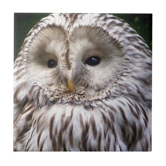 EIGENSCHAFT FLIESE (Vorderseite)