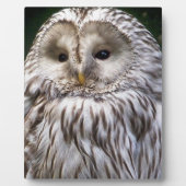 EIGENSCHAFT FOTOPLATTE (Vorderseite)