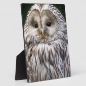 EIGENSCHAFT FOTOPLATTE (Seite)