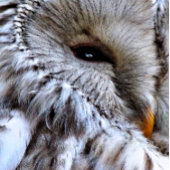 EIGENSCHAFT KRAWATTE