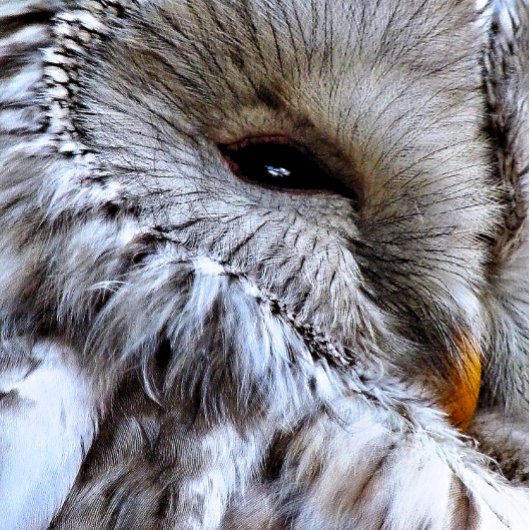 EIGENSCHAFT KRAWATTE