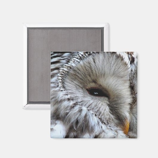 EIGENSCHAFT MAGNET (Vorderseite/Rückseite)