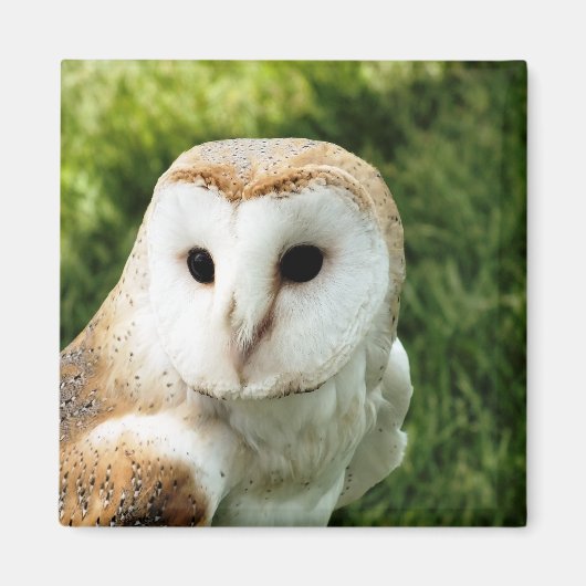 EIGENSCHAFT MAGNET (Vorne)