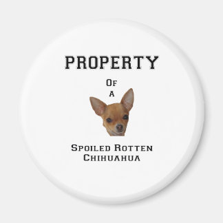 Eigentum eines verwöhnten Rotten Chihuahua Magnet