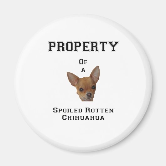 Eigentum eines verwöhnten Rotten Chihuahua Magnet (Vorne)