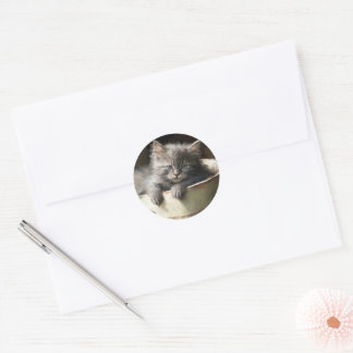 Eimer voll von Joy Sweet Gray Kitten Runder Aufkleber