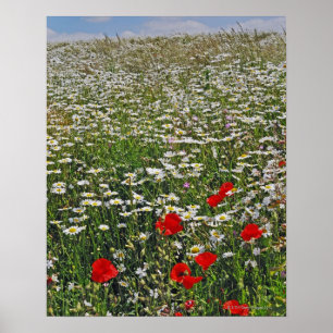 Ein Ackerland mit Ochsen-mit Augen Molkereien und Poster