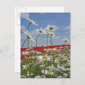 Ein Ackerland mit Ochsen-mit Augen Molkereien und Postkarte (Vorne/Hinten)