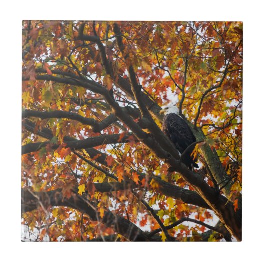 Ein Adler im Herbst Fliese (Vorderseite)