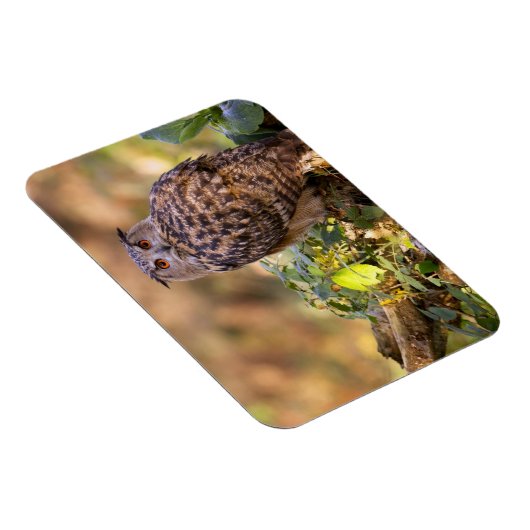 Ein Adleruschel Magnet (Rechte Seite)