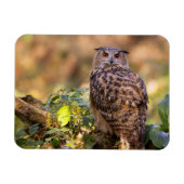 Ein Adleruschel Magnet (Horizontal)