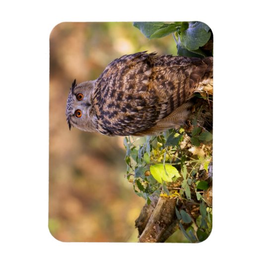 Ein Adleruschel Magnet (Vertikal)