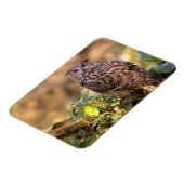 Ein Adleruschel Magnet (Linke Seite)