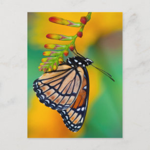 Ein Admiral auf Blumen Postkarte