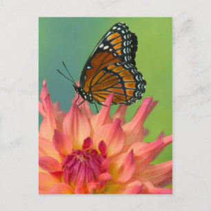 Ein Admiral auf einer Zinnia Postkarte