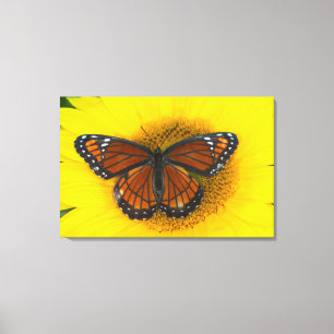 Ein Admiral-Falter Limenitis Archippus Leinwanddruck
