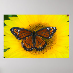 Ein Admiral-Falter   Limenitis Archippus Poster