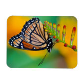 Ein Admiralfalter auf Blumen Magnet (Horizontal)