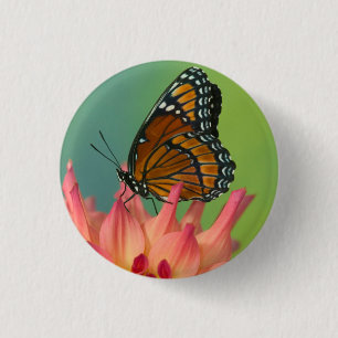 Ein Admiralfalter auf einer Zinnia Button