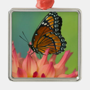 Ein Admiralfalter auf einer Zinnia Ornament Aus Metall
