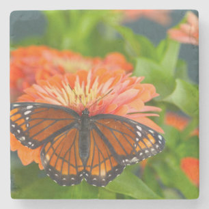 Ein Admiralfalter auf Orangefarbene Zinnien Steinuntersetzer