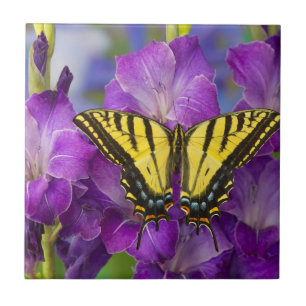 Ein Admiralfalter auf violetten Gladiolen Fliese