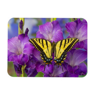 Ein Admiralfalter auf violetten Gladiolen Magnet