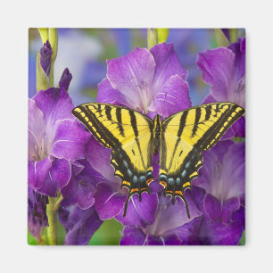 Ein Admiralfalter auf violetten Gladiolen Magnet
