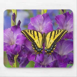 Ein Admiralfalter auf violetten Gladiolen Mousepad