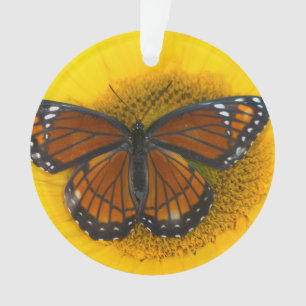 Ein Admiralfalter Limenitis Archippus Ornament