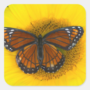 Ein Admiralfalter   Limenitis Archippus Quadratischer Aufkleber