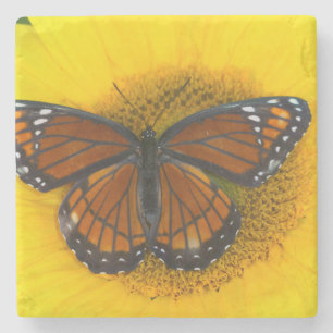 Ein Admiralfalter   Limenitis Archippus Steinuntersetzer