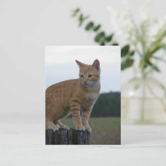 Ein Adorable Ginger Kitten im Land Postkarte (Stehend Vorderseite)