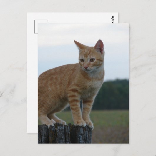 Ein Adorable Ginger Kitten im Land Postkarte (Vorne/Hinten)