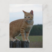 Ein Adorable Ginger Kitten im Land Postkarte (Vorderseite)