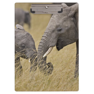 Ein Afrikanischer Elefant grast auf den Feldern Klemmbrett