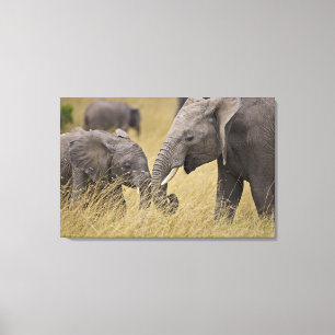 Ein Afrikanischer Elefant grast auf den Feldern Leinwanddruck