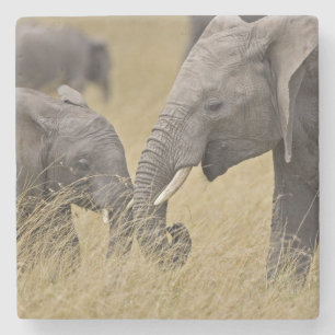 Ein Afrikanischer Elefant grast auf den Feldern Steinuntersetzer