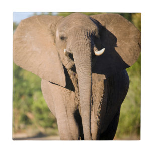 Ein Afrikanischer Elefant (Loxodonta Africana) geh Fliese