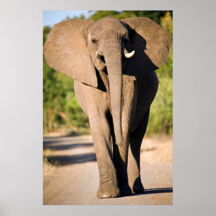 Ein Afrikanischer Elefant (Loxodonta Africana) geh Poster