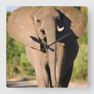 Ein Afrikanischer Elefant (Loxodonta Africana) geh Quadratische Wanduhr