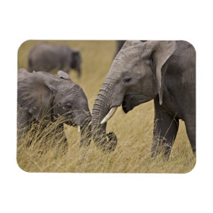 Ein afrikanischer Elefant weidet auf den Feldern Magnet