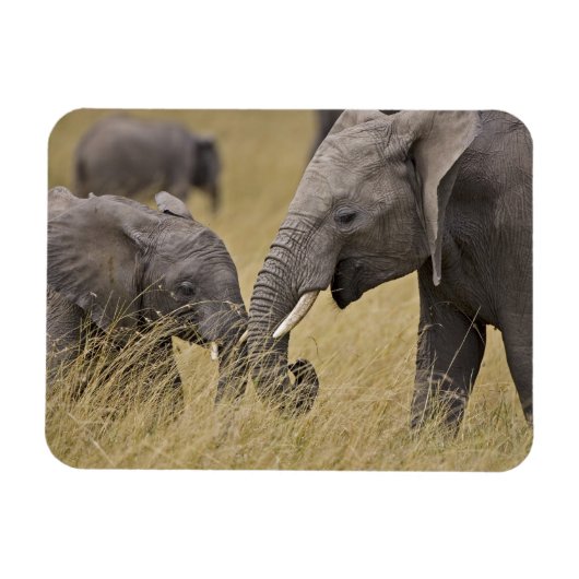 Ein afrikanischer Elefant weidet auf den Feldern Magnet (Horizontal)