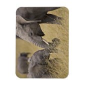 Ein afrikanischer Elefant weidet auf den Feldern Magnet (Vertikal)