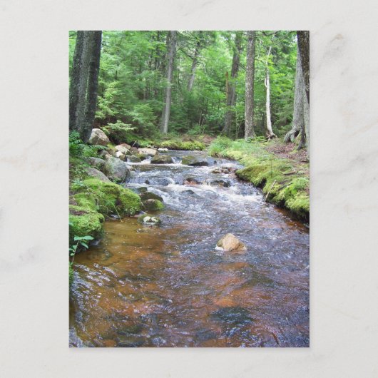 Ein akadischer Stream Postkarte (Vorderseite)